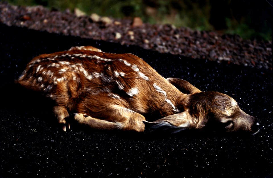 Blacktail Fawn Hiding-Umpqua photo