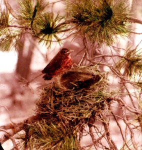 281509 Robins, Fremont NF photo