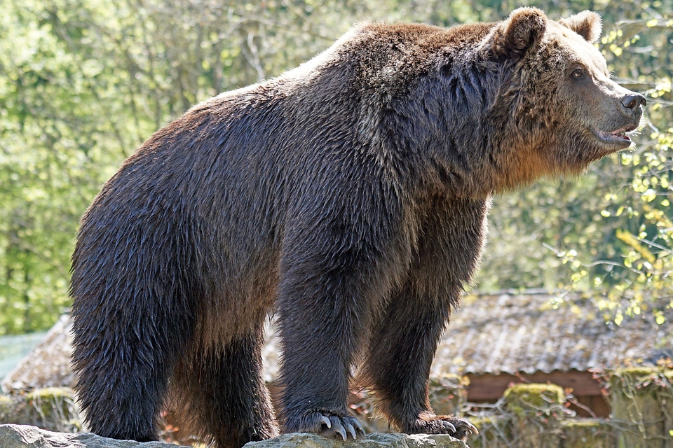 Zoo brown bear posing