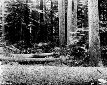 188 Spruce Logs photo