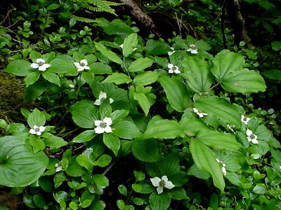 Bunchberry (Cornus unalaschkensis) Olympic National Forest