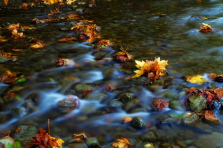 Autumn Leaves in Stream, Olympic National Forest