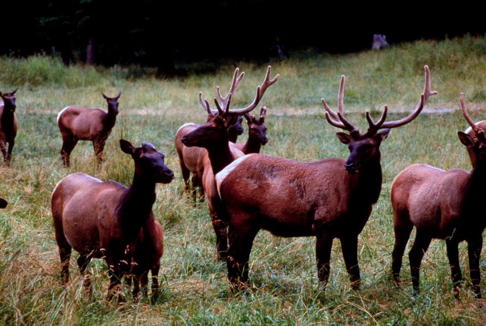 Roosevelt elk, wildlife.jpg