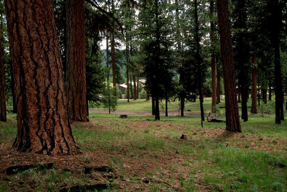 520 prescribed fire effects, Ochoco National Forest