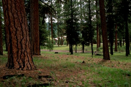 520 prescribed fire effects, Ochoco National Forest photo