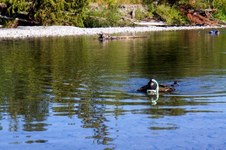 Forest Service diver