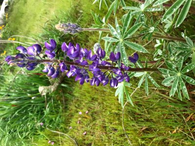 Lupine with dew drops by Alyssa Thornburg