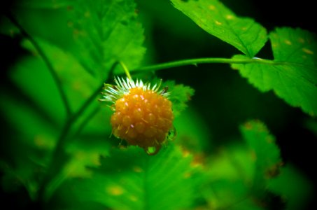 Salmonberry in Rain 3-Columbia River Gorge photo