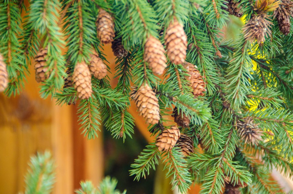 2013 Capitol Christmas Tree-Branch