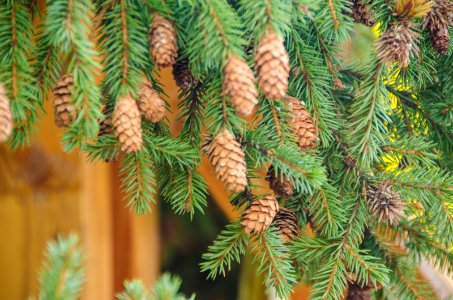 2013 Capitol Christmas Tree-Branch