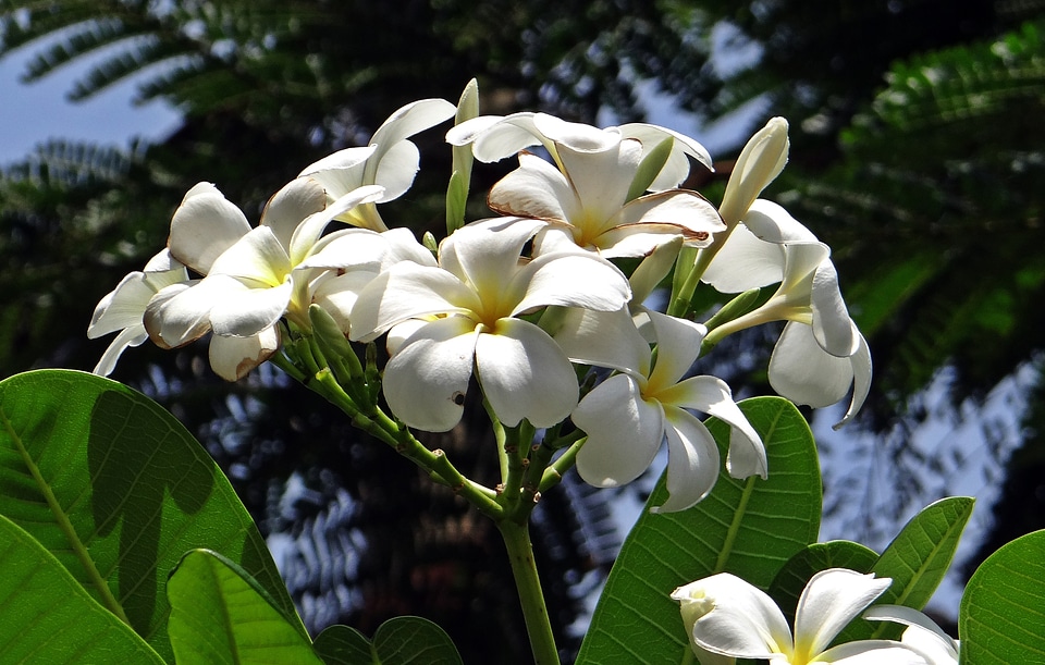 Temple tree flower white