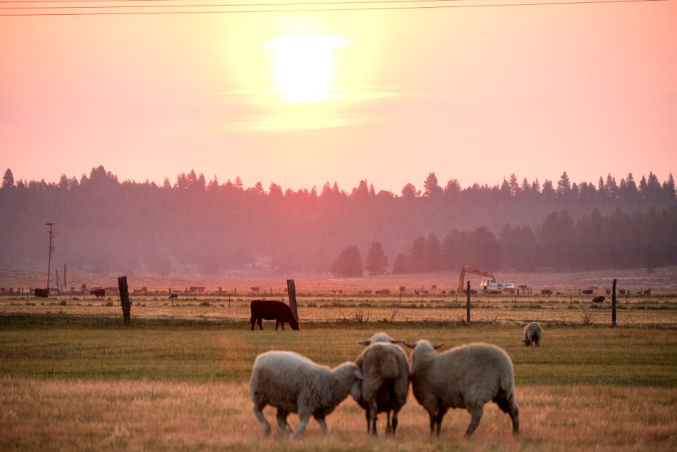 Sheep and Cows at Sunset-Fremont Winema