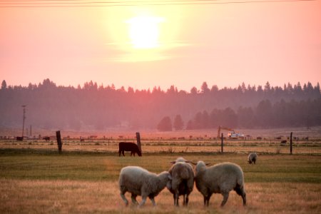 Sheep and Cows at Sunset-Fremont Winema