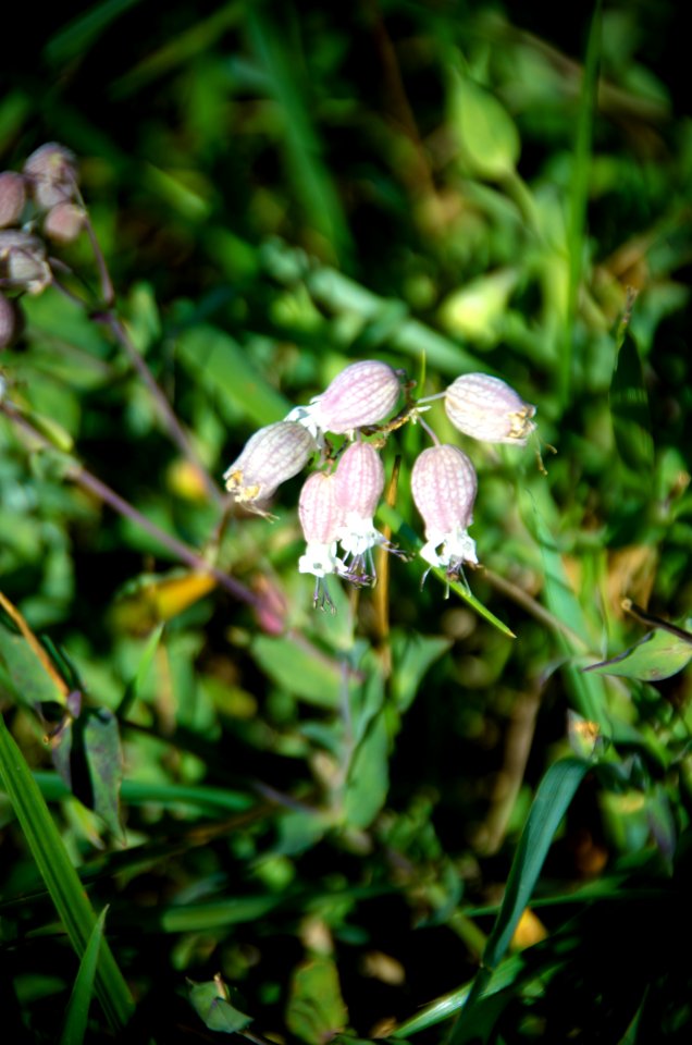Wildflower Detail-Columbia River Gorge