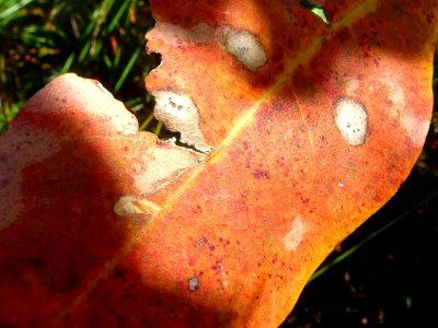 Leaf monster photo