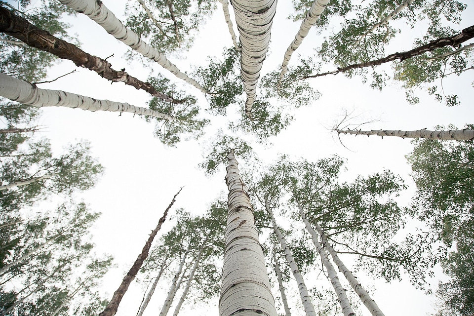 Leaves forest gray sky