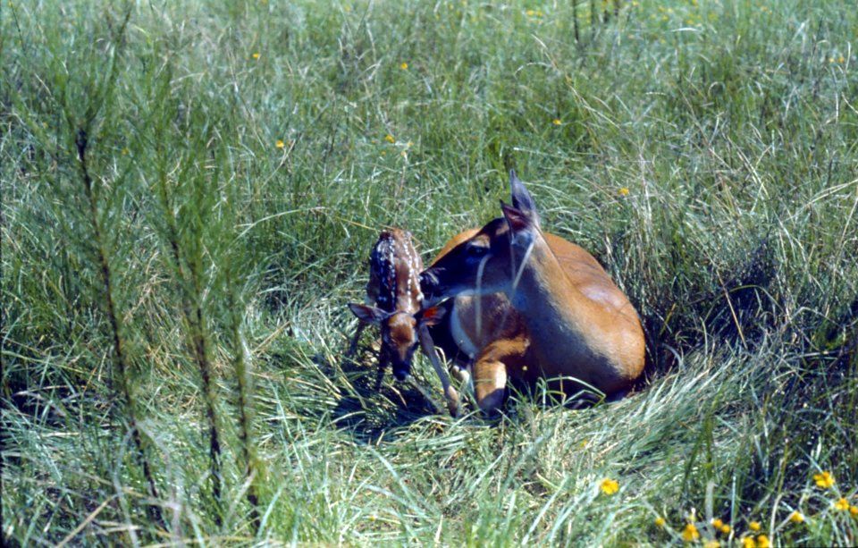 Mother Deer and Fawn in Field-Olympic