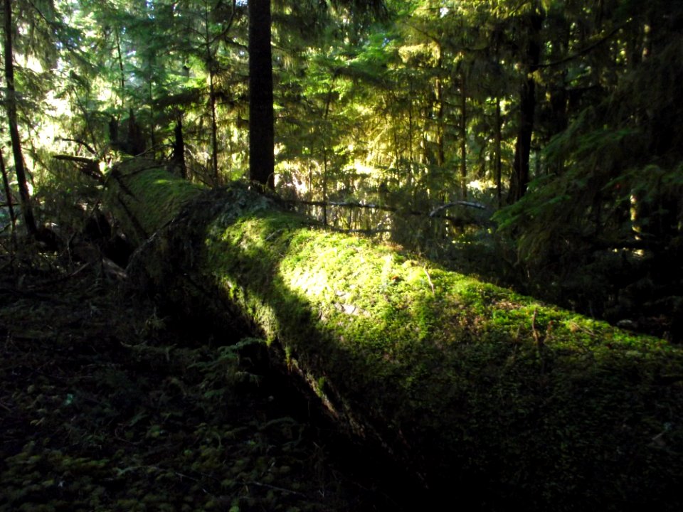 Old growth nurse log on Calawah River. Photo by Karen Holtrop.