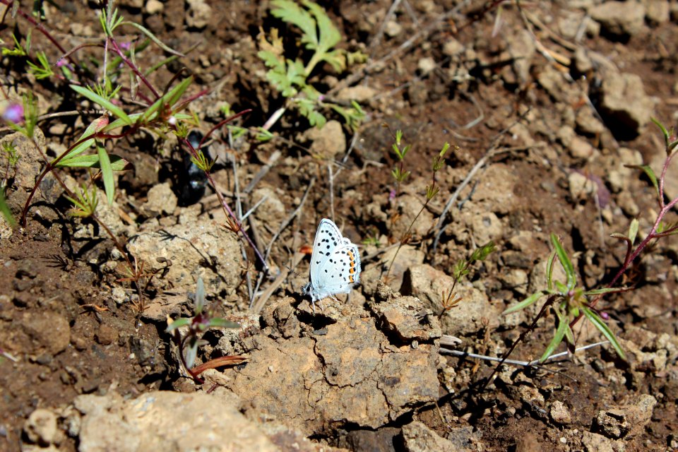 Acmon Blue Cinder Prairie Entral Butterfly-Unknown 06112014