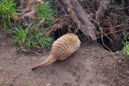 Zebra mongoose