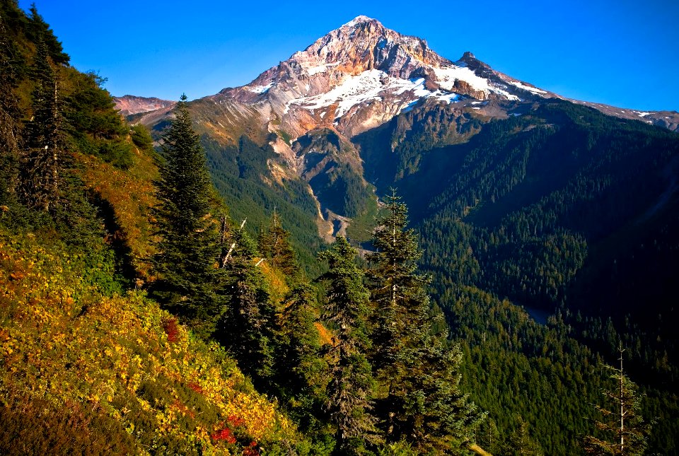 MT HOOD FROM BALD MOUNTAIN TRAIL MT HOOD