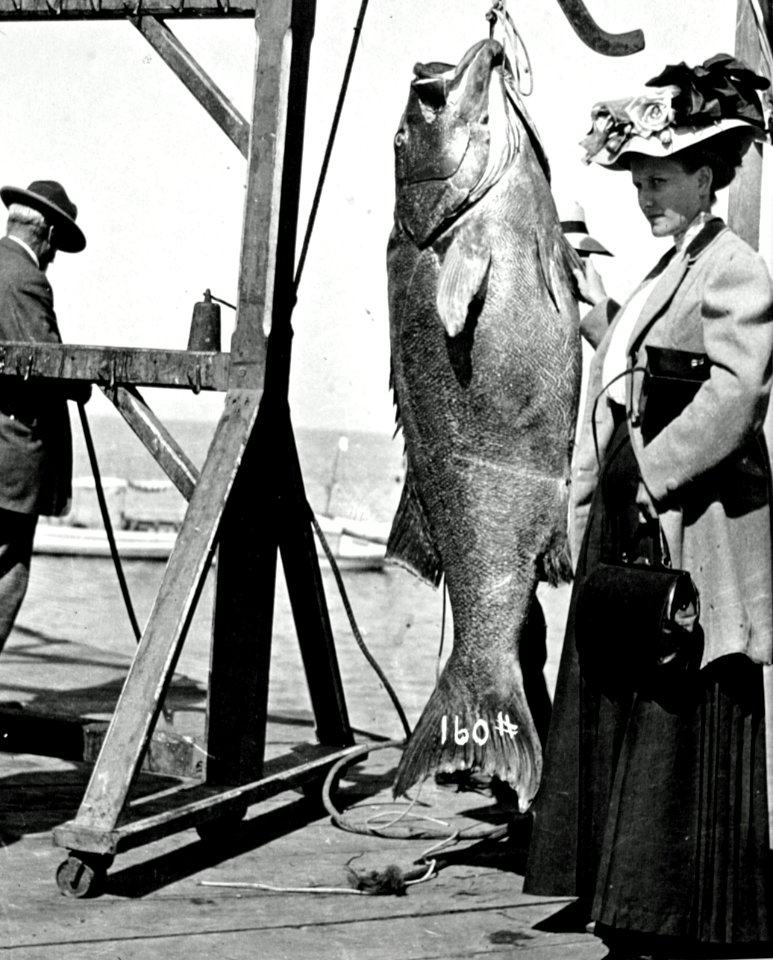 160 Lb. Fish, Newport, OR c1912