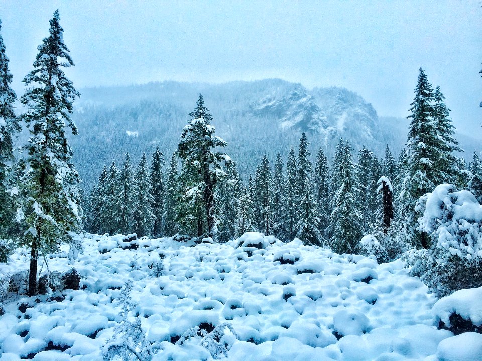 Winter Forest and Hills on the Willamette, Willamette National Forest