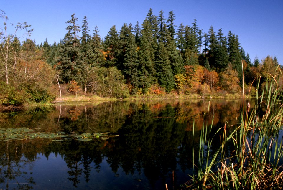 Marsh and Lake, Columbia River Gorge NSA.jpg