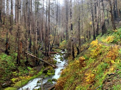 Larch Mountain Trail 2, Nov 28 2018 courtesy of Andrew Weygandt, Columbia River Gorge National Scenic Area.