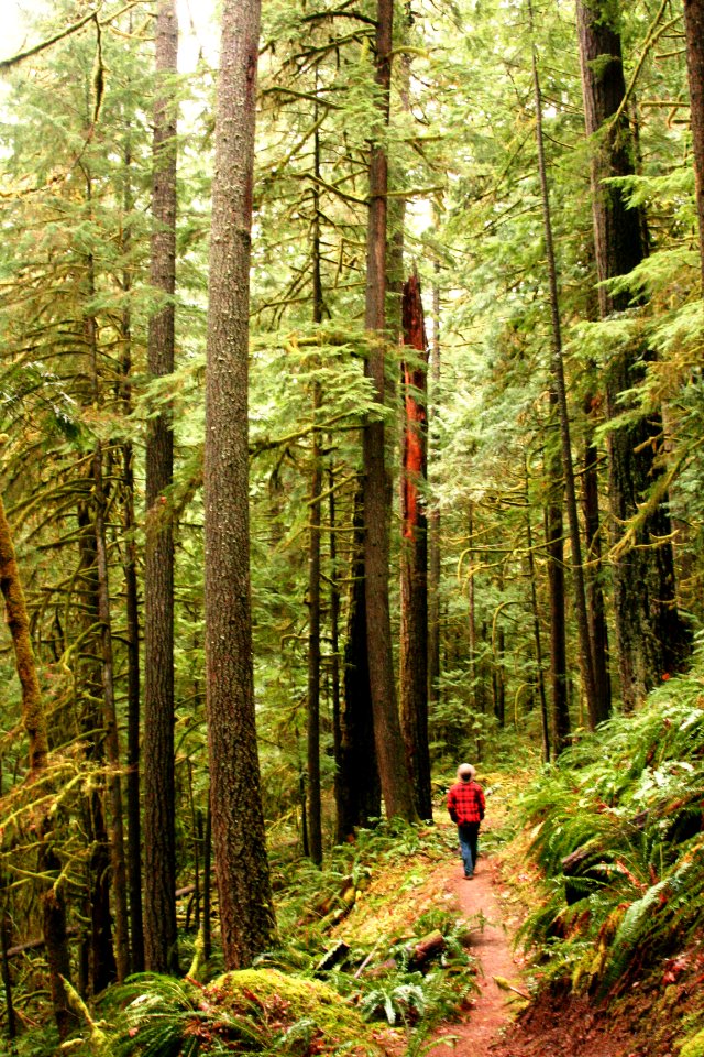 Hiker on Deception Creek Trail, Willamette National Forest