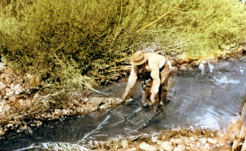 1090 Trapper Setting Beaver Trap, Ochoco NF - Ernest Lindsay