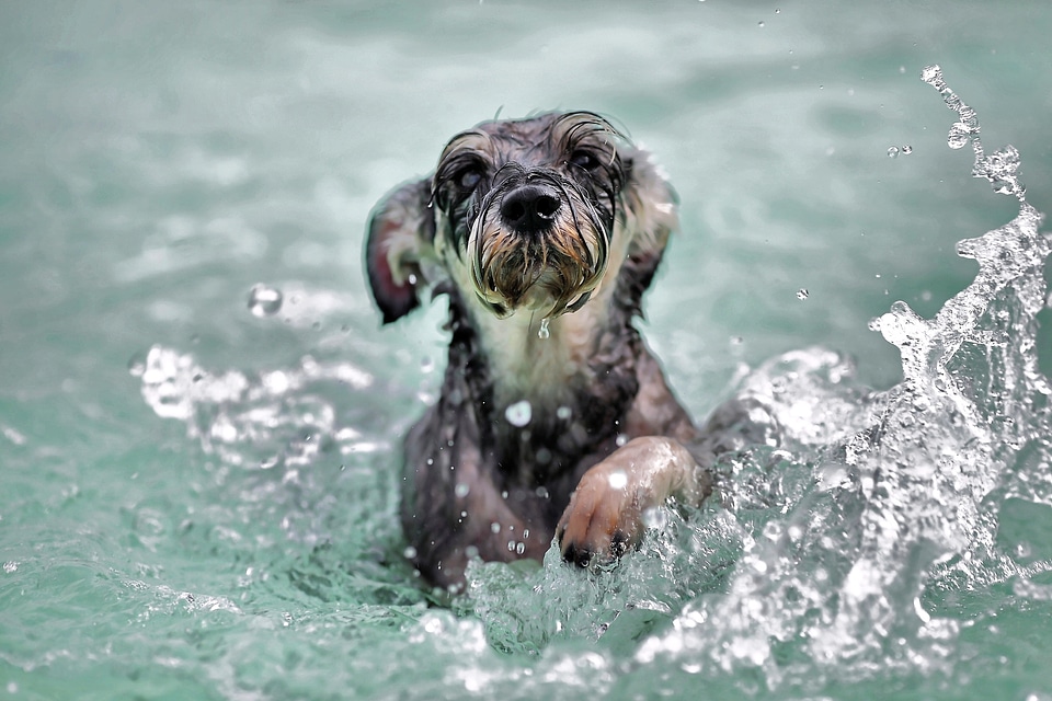 Water splash dog paddle photo