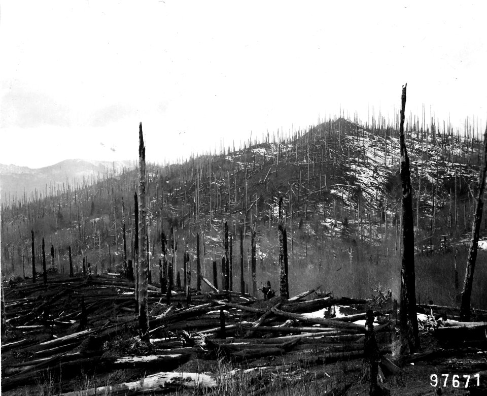 97671 Mt. Hebo Planting Area, Siuslaw NF, OR 1911
