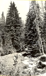 16100-9 Ranger Oz l Beedon at Tyee Falls & Creek 1937