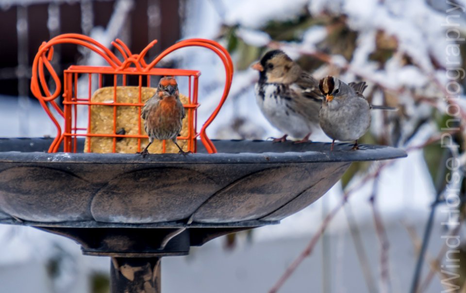 122515 Bird Feeder WH-14