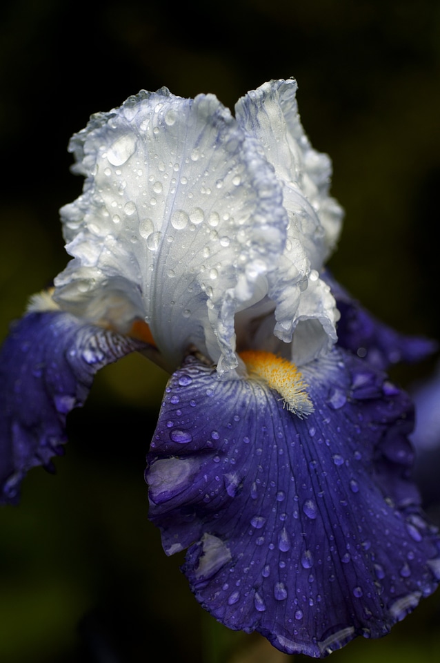 Macro light and shade dew drop