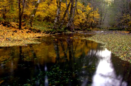 Gifford Pinchot NF Fall color in Wind River photo