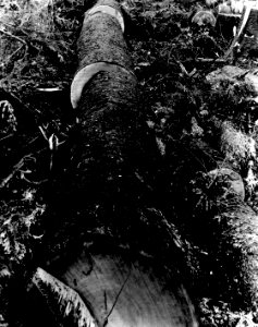 343 Spruce Log in Lengths