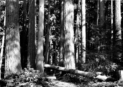 411521 Douglas-fir Stand, Umpqua NF, OR 1941 photo