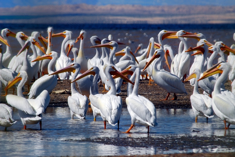 Wildlife sea ocean