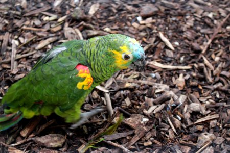 Parrot