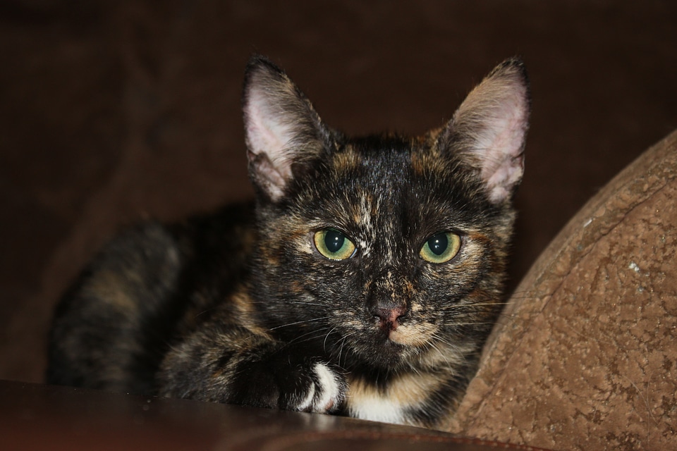 Pet animals cats