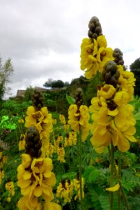 Le jardin extraordinaire de Nantes