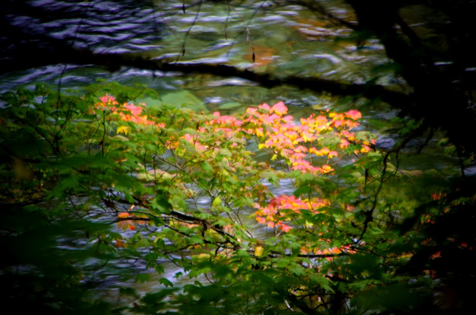 Fall Color on the Clackamas-Mt Hood