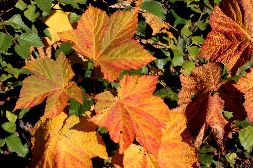 Fall Color Leaf Detail, Wallowa-Whitman National Forest