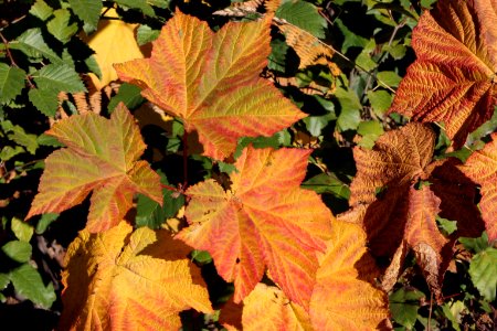 Fall Color Leaf Detail, Wallowa-Whitman National Forest photo