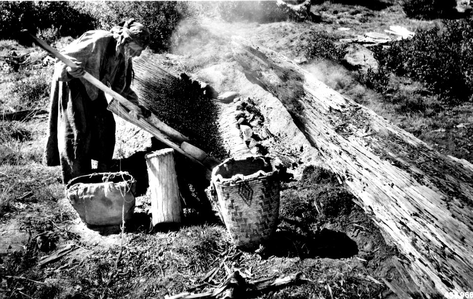436968 Drying Huckleberries, Columbia NF, WA 1937d