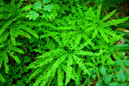 Fern and Clover Detail, Willamette National Forest photo