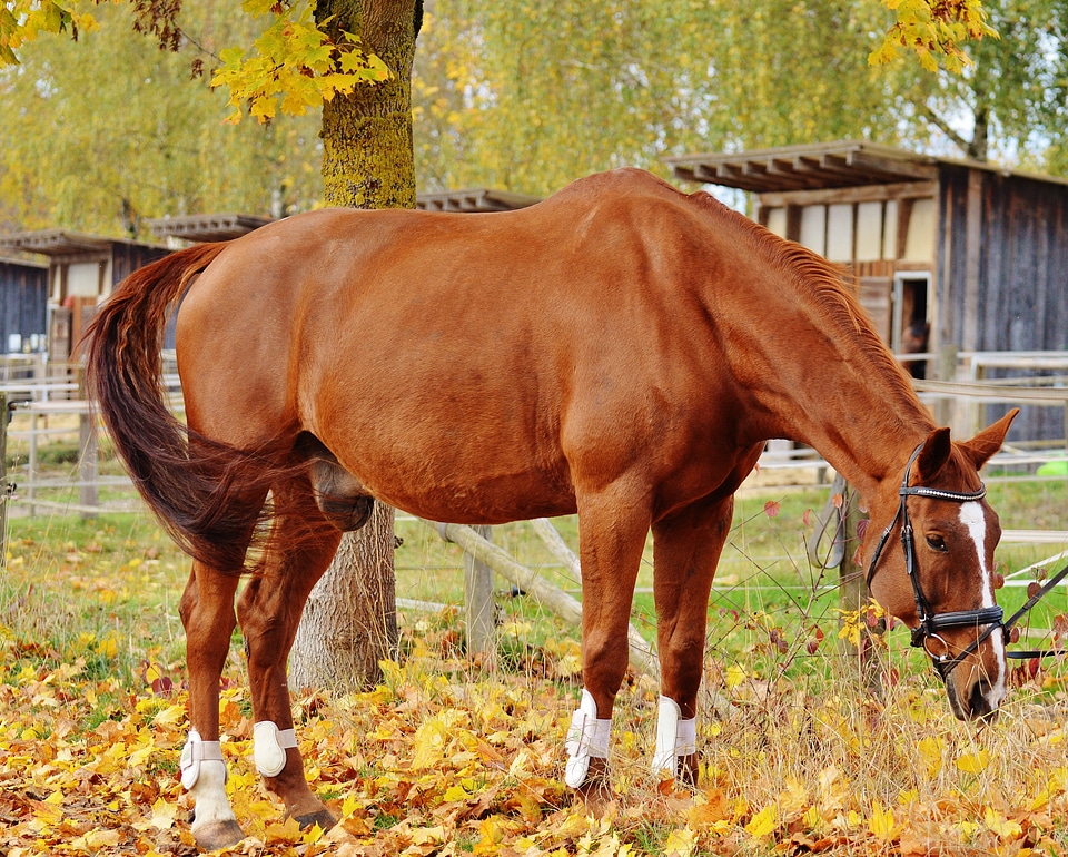 Reiterhof brown coupling