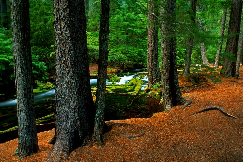 Deschutes National Forest  Head of Jack Creek